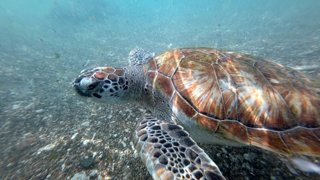 China warnt vor Spionage durch Schildkröten und Fische