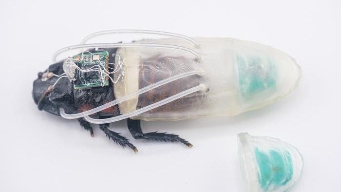 Cyborg-Kakerlaken: Neue Technologie für Rettungseinsätze